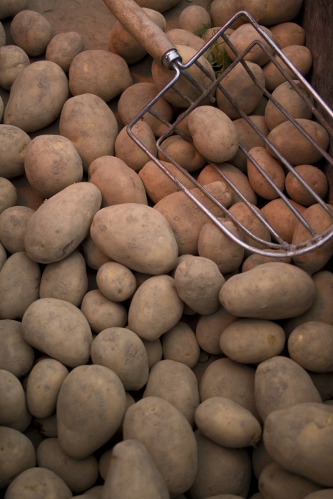 Herbed Potato Latkes Title Image