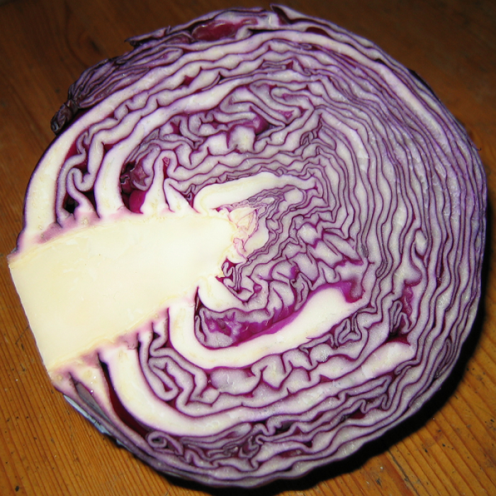 Infestation In Red Cabbage Title Image