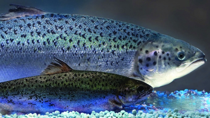 The Kosher Status Of Genetically Modified Salmon Title Image