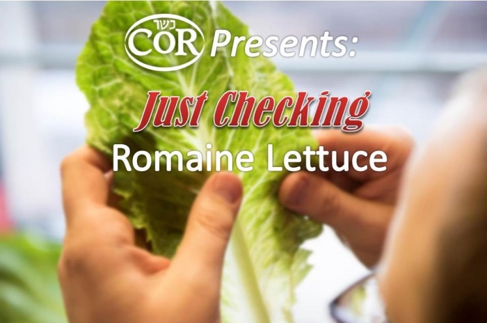 Just Checking: How To Clean & Check Romaine Lettuce (video) Title Image