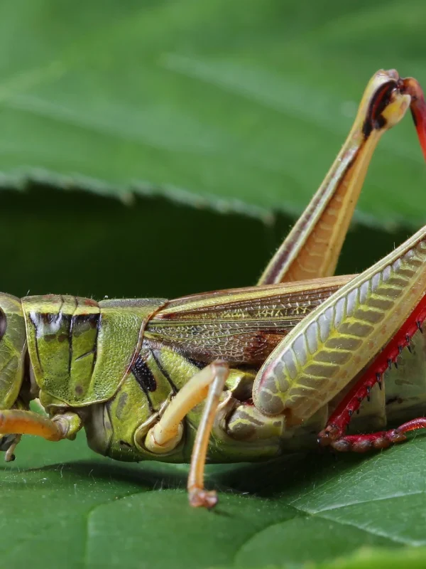 Grasshopper