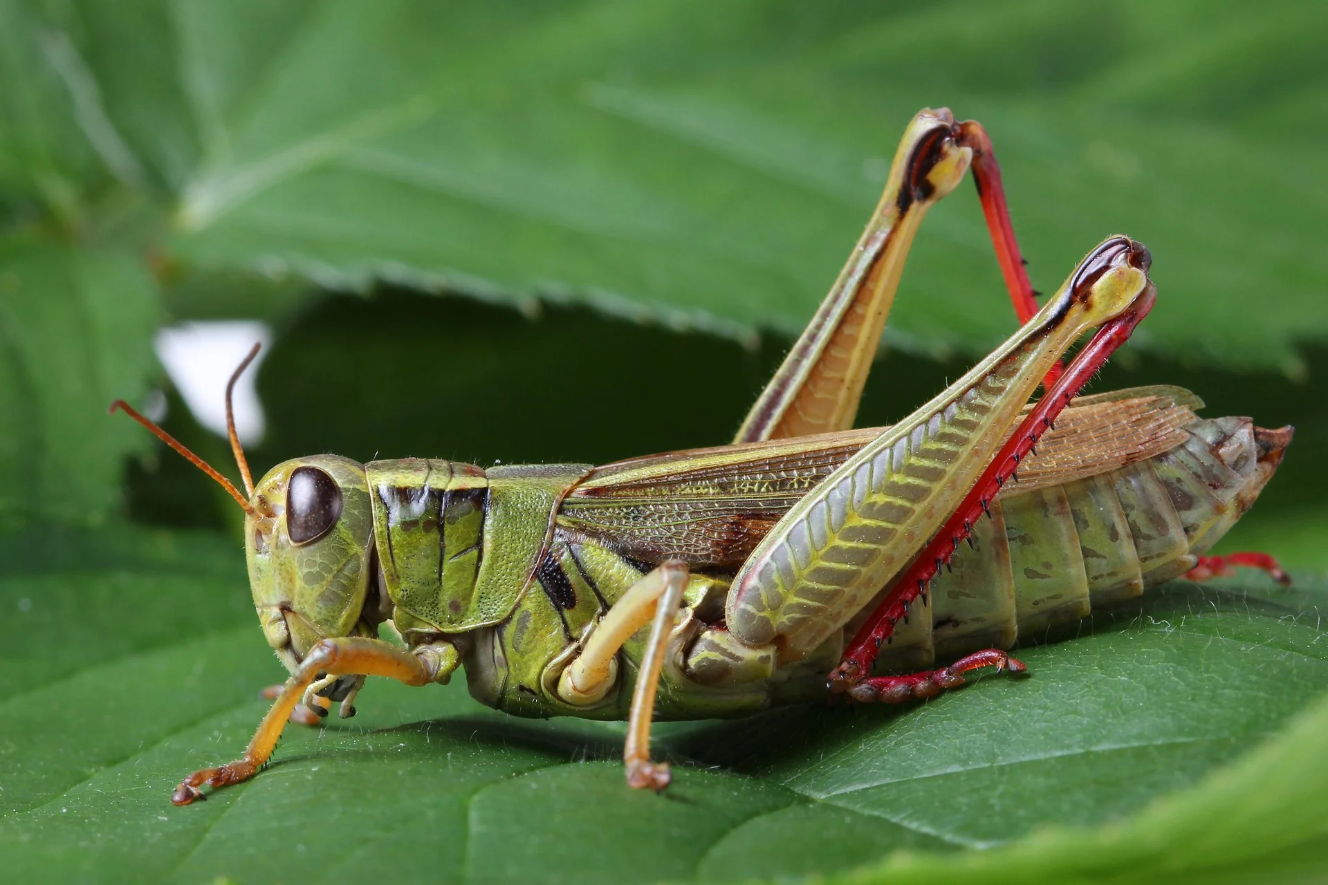 Grasshopper