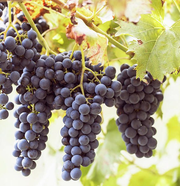 Close Up Of Grape Bunches On Vine Premosello Verbania Piemonte Italy Guido Cavallini