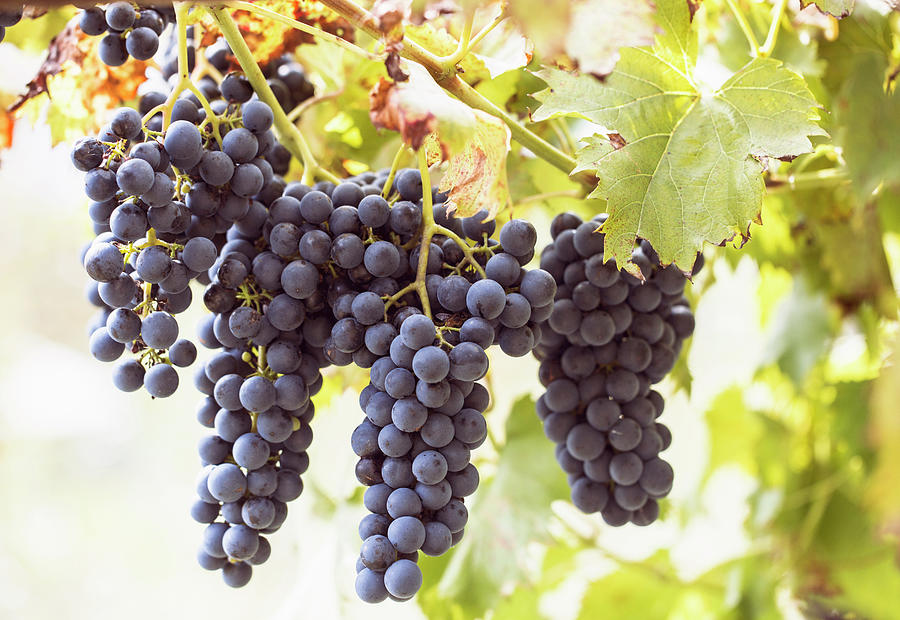 Close Up Of Grape Bunches On Vine Premosello Verbania Piemonte Italy Guido Cavallini Close Up Of Grape Bunches On Vine Premosello Verbania Piemonte Italy Guido Cavallini