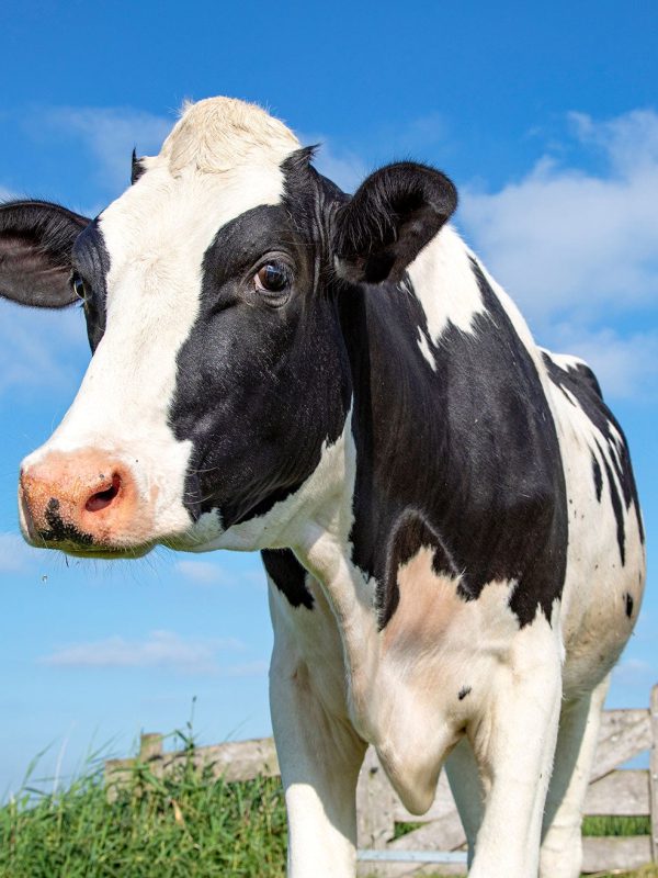 Cow