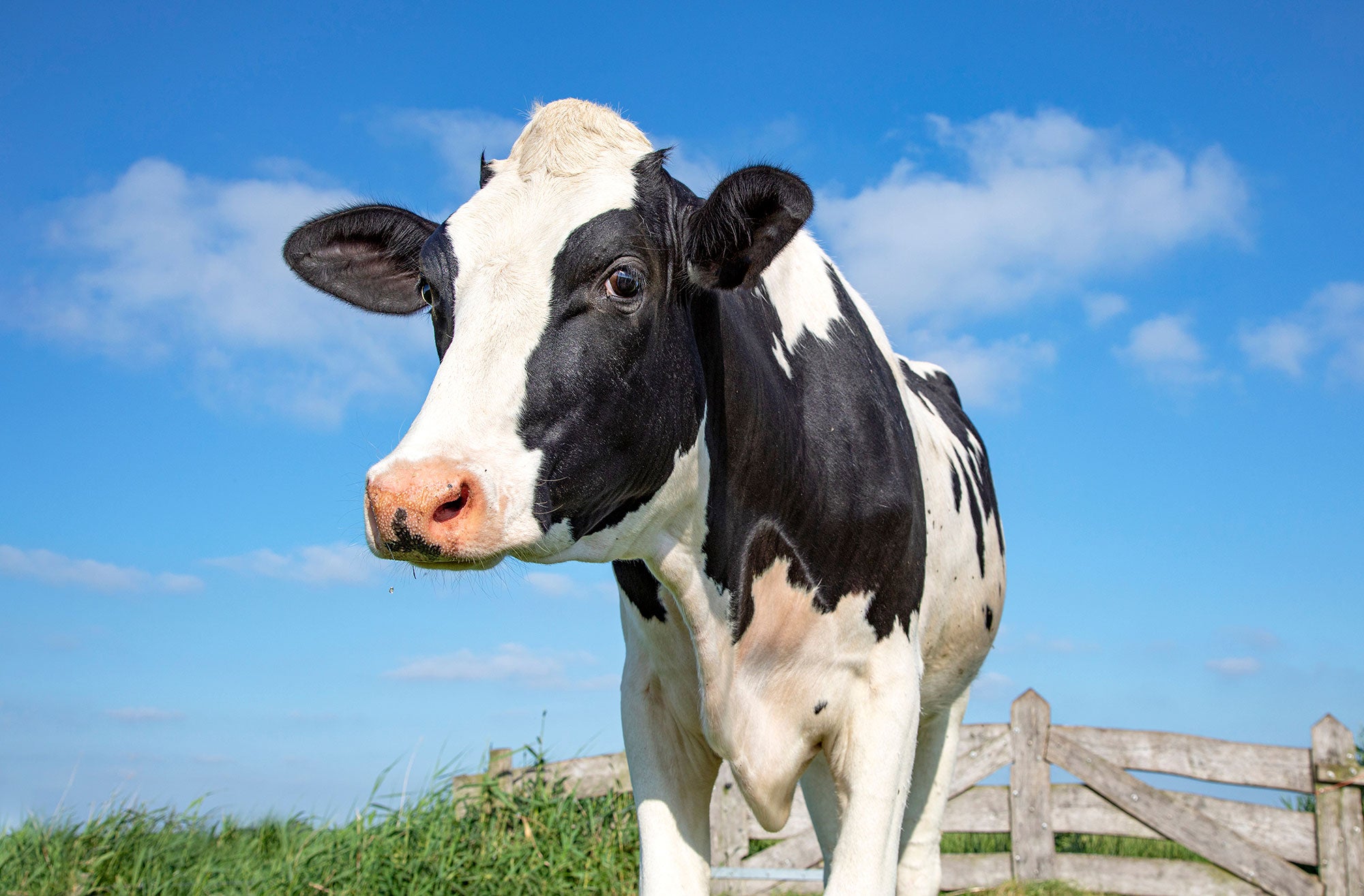 Cow