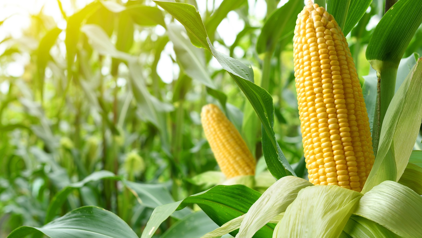 Close Up,corn,cobs,in,corn,plantation,field. Close Up,corn,cobs,in,corn,plantation,field.